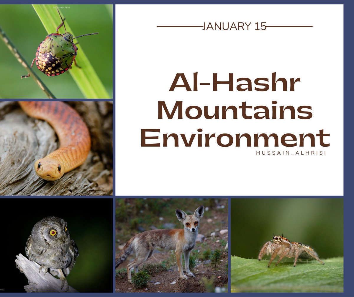 #جبال_الحشر... لوحة فنية طبيعية خلابة و تنوع بيولوجي مذهل
في قلب جبال الحشر، و من خلال هذا الحساب يمكنك  اكتشف عالمً جبال الحشر الساحرً من النباتات والحيوانات. 
<a href="/ENVA_mewa/">مبادرة التوعية البيئية</a> <a href="/MEWA_KSA/">وزارة البيئة والمياه والزراعة</a> <a href="/Saudi_MT/">وزارة السياحة</a>