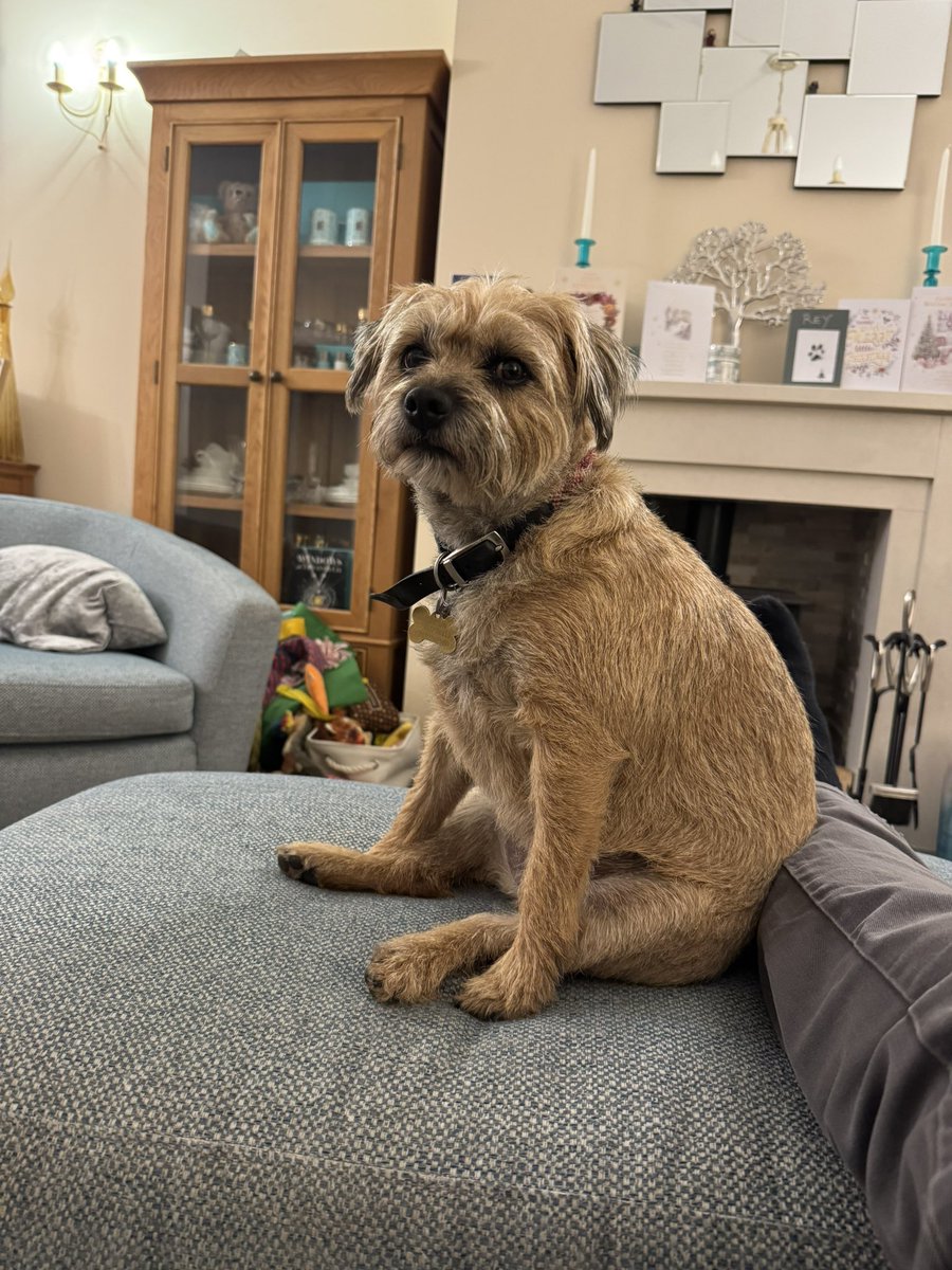 PupButterwick 🇬🇧 tweet media