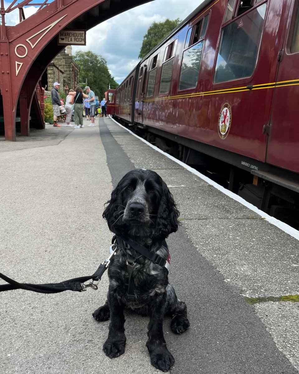 All aboard 🐶

Hearing dog in training, Ralph, has been exploring different types of public transport in the third stage of his training. 

Nothing fazed our clever cocker spaniel, who did a brilliant job on the bus and on the trains 🚂

Keep up the good work Team Ralph 🐾🥰
