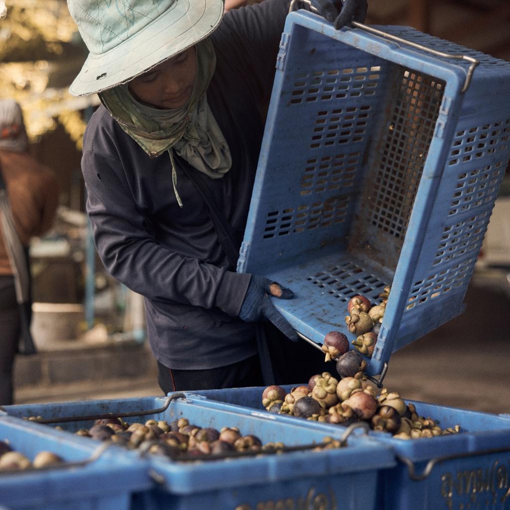 At Bona Botanica, we are obsessed with quality, and it all begins with selecting the perfect mangosteens. Each fruit is handpicked and carefully inspected for ripeness, texture, and purity before it ever makes it into our signature XanthoPure Mangosteen Gel.

#MangosteenMagic