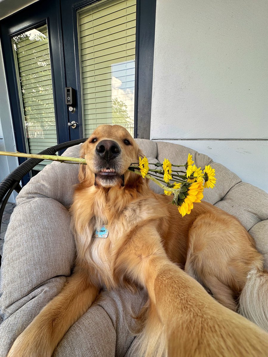 WeRateDogs tweet media