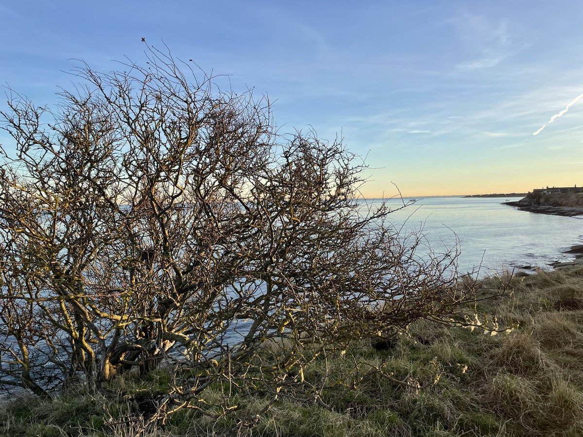 SueCurrie9's tweet photo. Beautiful afternoon in Northumberland https://t.co/MRLuJarhj8