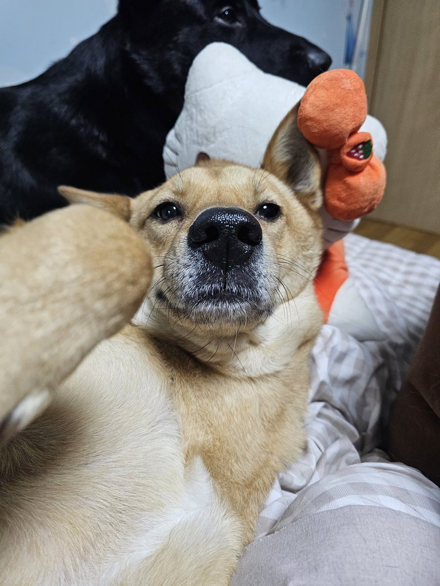 이머를 사랑하는 갸륵한 도그