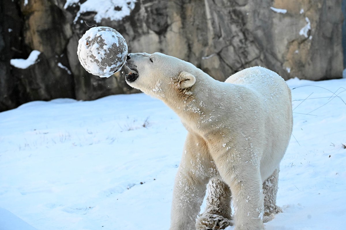 brookfield_zoo's tweet photo. Brrrrring on the snow! ❄️ 

Tim, Jess, and Hudson are having a ball playing in the snow over at Great Bear Wilderness. Sometimes a snow day is the best time to visit the Zoo; you never know what animals you might see enjoying the winter weather! https://t.co/wFhgJ3qzuy