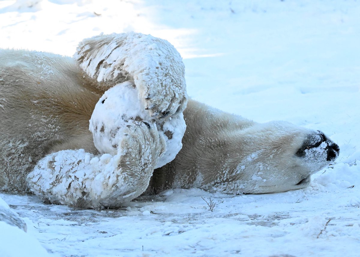 brookfield_zoo's tweet photo. Brrrrring on the snow! ❄️ 

Tim, Jess, and Hudson are having a ball playing in the snow over at Great Bear Wilderness. Sometimes a snow day is the best time to visit the Zoo; you never know what animals you might see enjoying the winter weather! https://t.co/wFhgJ3qzuy