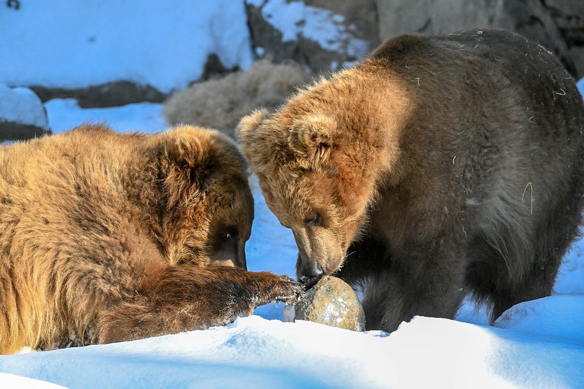 brookfield_zoo's tweet photo. Brrrrring on the snow! ❄️ 

Tim, Jess, and Hudson are having a ball playing in the snow over at Great Bear Wilderness. Sometimes a snow day is the best time to visit the Zoo; you never know what animals you might see enjoying the winter weather! https://t.co/wFhgJ3qzuy