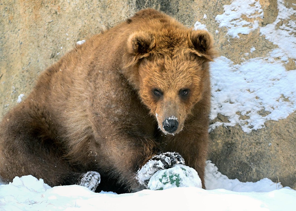 brookfield_zoo's tweet photo. Brrrrring on the snow! ❄️ 

Tim, Jess, and Hudson are having a ball playing in the snow over at Great Bear Wilderness. Sometimes a snow day is the best time to visit the Zoo; you never know what animals you might see enjoying the winter weather! https://t.co/wFhgJ3qzuy