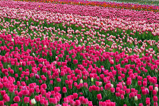 FascinatingWow5's tweet photo. Pink Flowers
#Amazing https://t.co/E6yjBe4joY