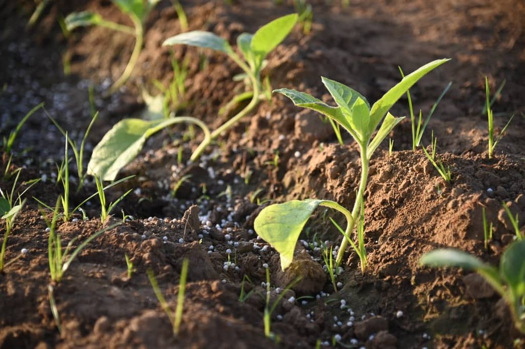 Como parte de su recorrido por #PinarDelRío
<a href="/DiazCanelB/">Miguel Díaz-Canel Bermúdez</a> y <a href="/DrRobertoMOjeda/">Dr. Roberto Morales Ojeda</a> visitaron la finca de Reinier Rojas, un tabacalero líder en el empleo de la tecnología para mayor eficiencia de los procesos vinculados al tabaco. Otro elemento distintivo es la diversificación de cultivos