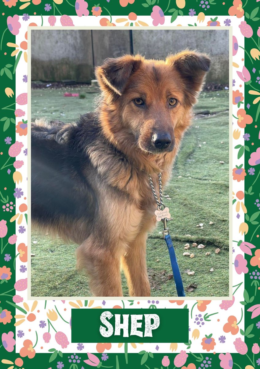 OakwoodRescue's tweet photo. Shep would like you to retweet him so the people who are searching for their perfect match might just find him 💚🙏 https://t.co/75eERcMX47 
#teamzay #dogsoftwitter #rescue #rehomehour #adoptdontshop #k9hour #rescuedog #adoptable #dog https://t.co/khR7WOYrDG