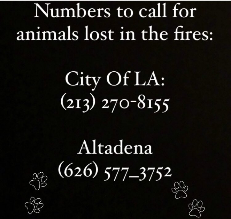 If your pet went missing in the LA wildfires, try using these numbers to locate them 🐾