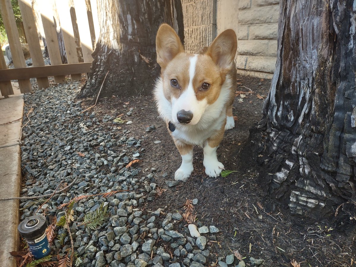 KlennytheCorgi's tweet image. Thursday Klenny! No bandana, it came off! But classic Klenny cuteness! #CorgiCrew #Corgi #CorgiNation #Dogs #DogsofX #Klennies