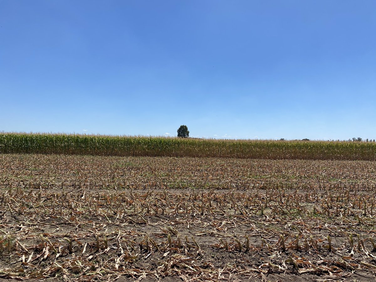 ariosrod's tweet photo. El diablo está en los detalles …

Misma chacra, pocos metros de distancia. Se nota, no?

Lo importante es conocer la realidad de cada chacra!

@agrifirmuy 
@frangolaw 
@MinuttiGero 
@PabloDeleon1992 
@Sebafrade https://t.co/bbkEQrlZvA
