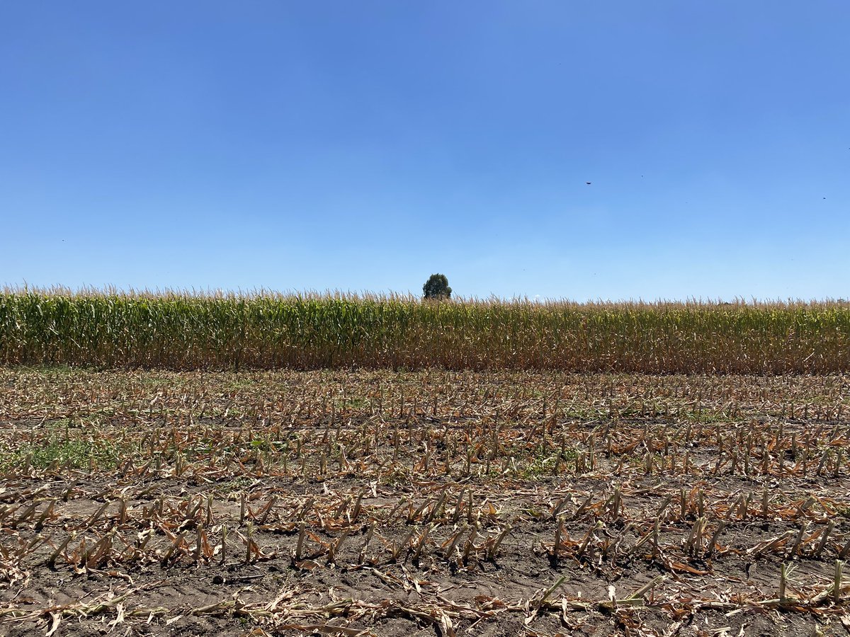 ariosrod's tweet photo. El diablo está en los detalles …

Misma chacra, pocos metros de distancia. Se nota, no?

Lo importante es conocer la realidad de cada chacra!

@agrifirmuy 
@frangolaw 
@MinuttiGero 
@PabloDeleon1992 
@Sebafrade https://t.co/bbkEQrlZvA