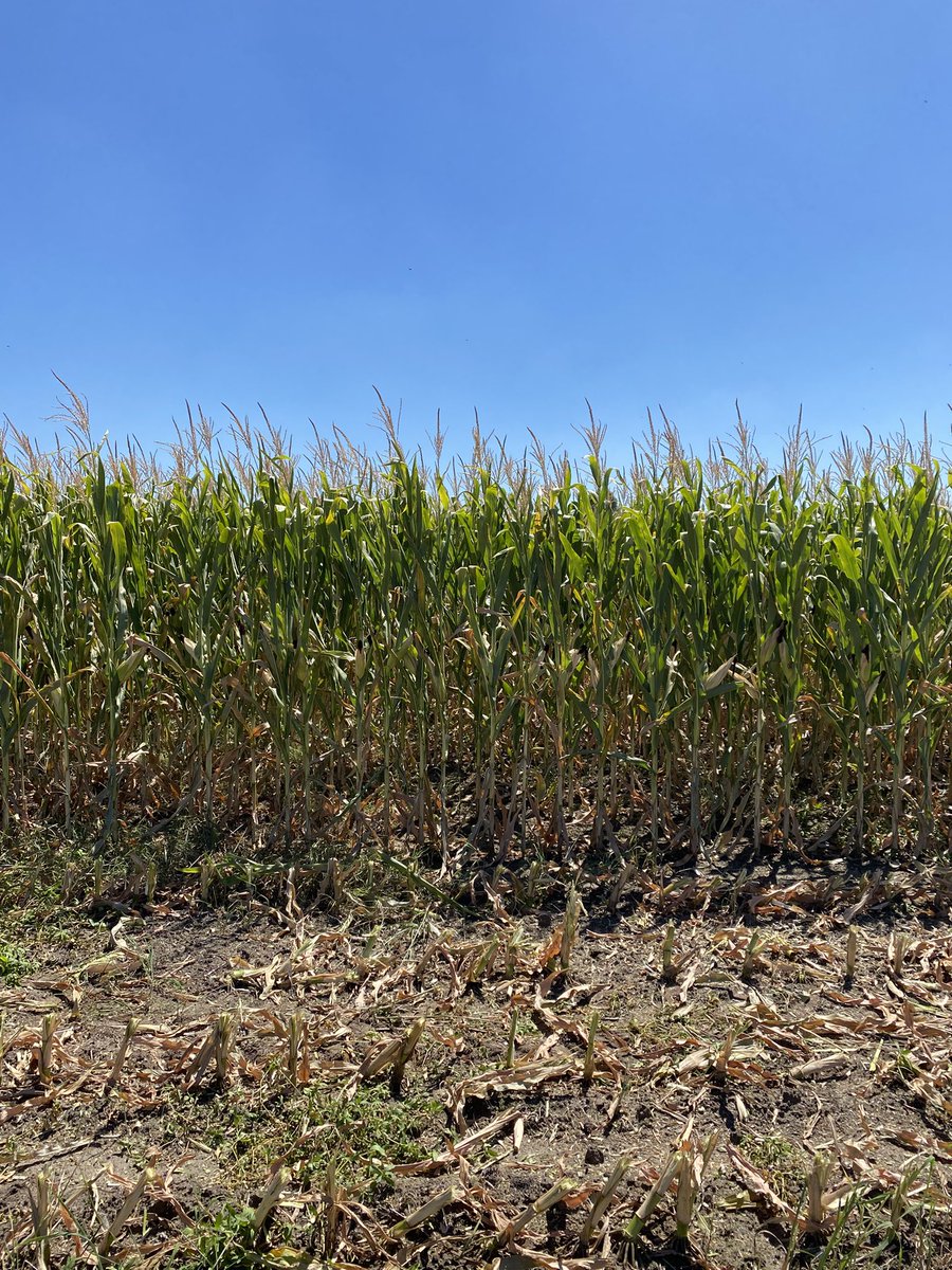ariosrod's tweet photo. El diablo está en los detalles …

Misma chacra, pocos metros de distancia. Se nota, no?

Lo importante es conocer la realidad de cada chacra!

@agrifirmuy 
@frangolaw 
@MinuttiGero 
@PabloDeleon1992 
@Sebafrade https://t.co/bbkEQrlZvA