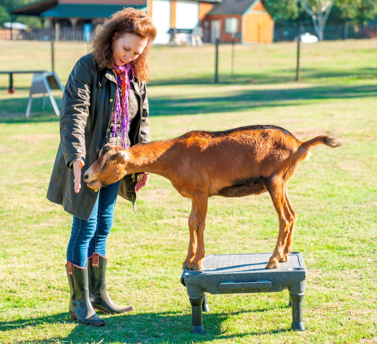 PetGuild's tweet image. New On-Demand #Webinar!
To Click or Not to Click – The “How to Train” Question. Presented by Frania Shelley-Grielen of @animalsbehaving  
Watch as soon as you register: petprofessionalguild.com/webinars-event…
#animalbehavior #animallearning #sociallearning