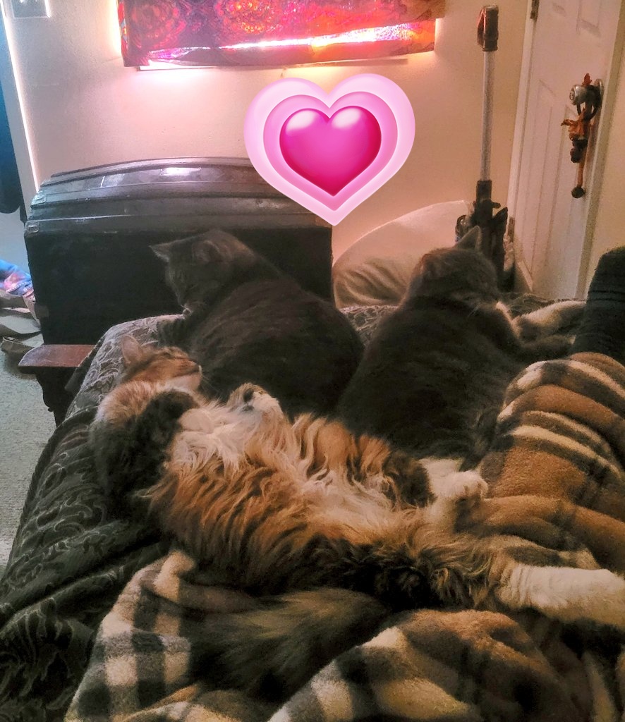 lynnslagle42's tweet photo. I woke up sweating lol! Coraline was in the window. Cold day naps are the best 💗💗 #edgarsfamily #poofypoofygirl #littleweirdo #olemanthor #chkitty https://t.co/2zkwKabnpC