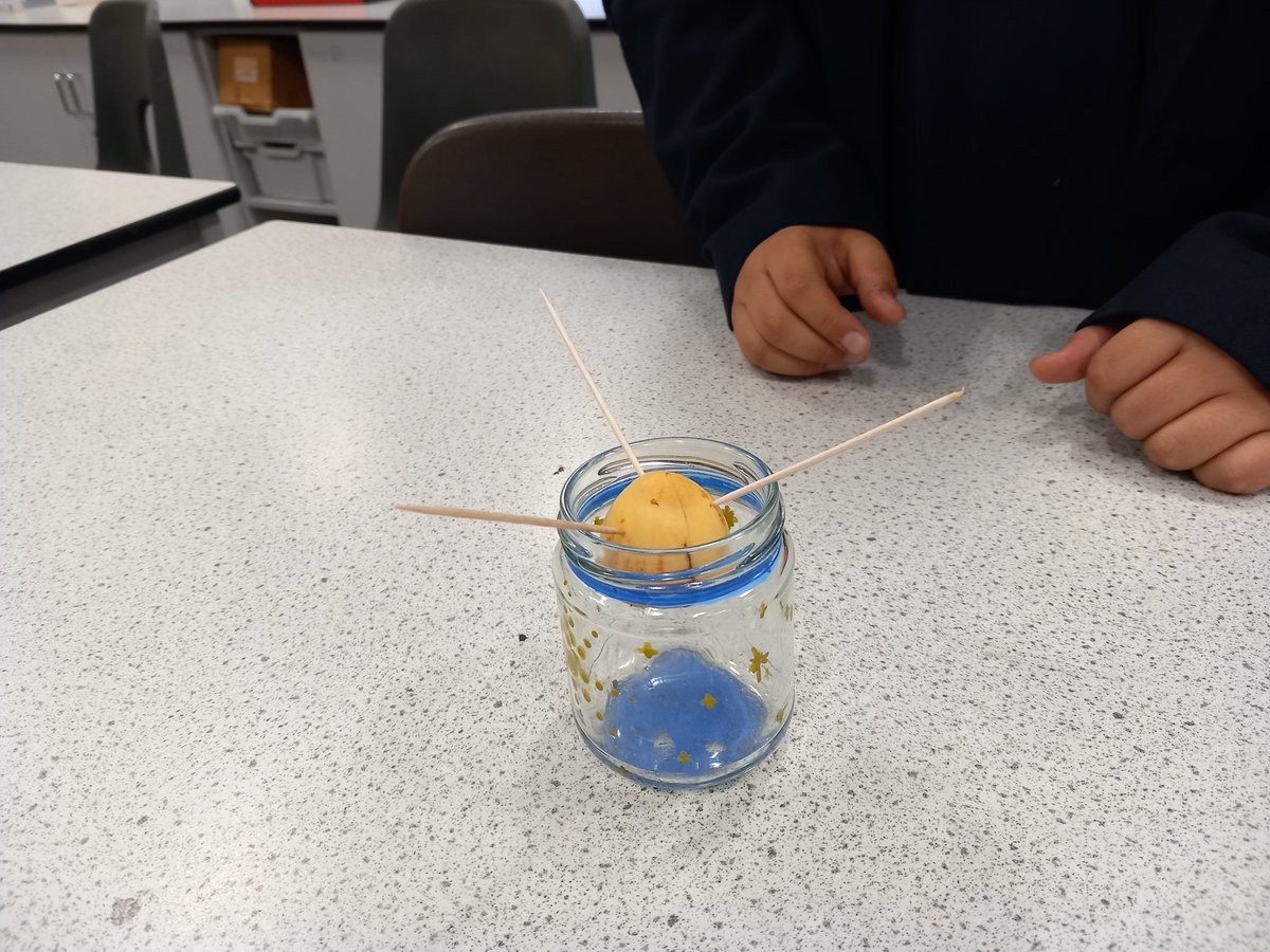 Gardening Club this week...setting up avocado 🥑 stones to see if we can get them to germinate...<a href="/DrCourtDGS/">Dr Court</a> <a href="/DartfordGS/">Dartford Grammar</a> <a href="/DGSSciCollege/">DGS Science College</a>
