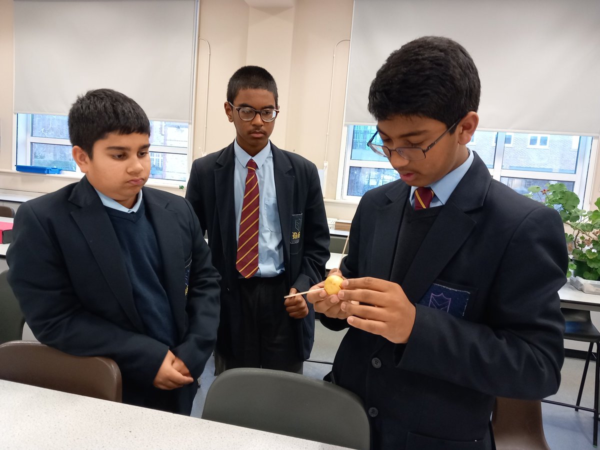 CraibMrs's tweet photo. Gardening Club this week...setting up avocado 🥑 stones to see if we can get them to germinate...@DrCourtDGS @DartfordGS @DGSSciCollege https://t.co/sBpiYiLLYl