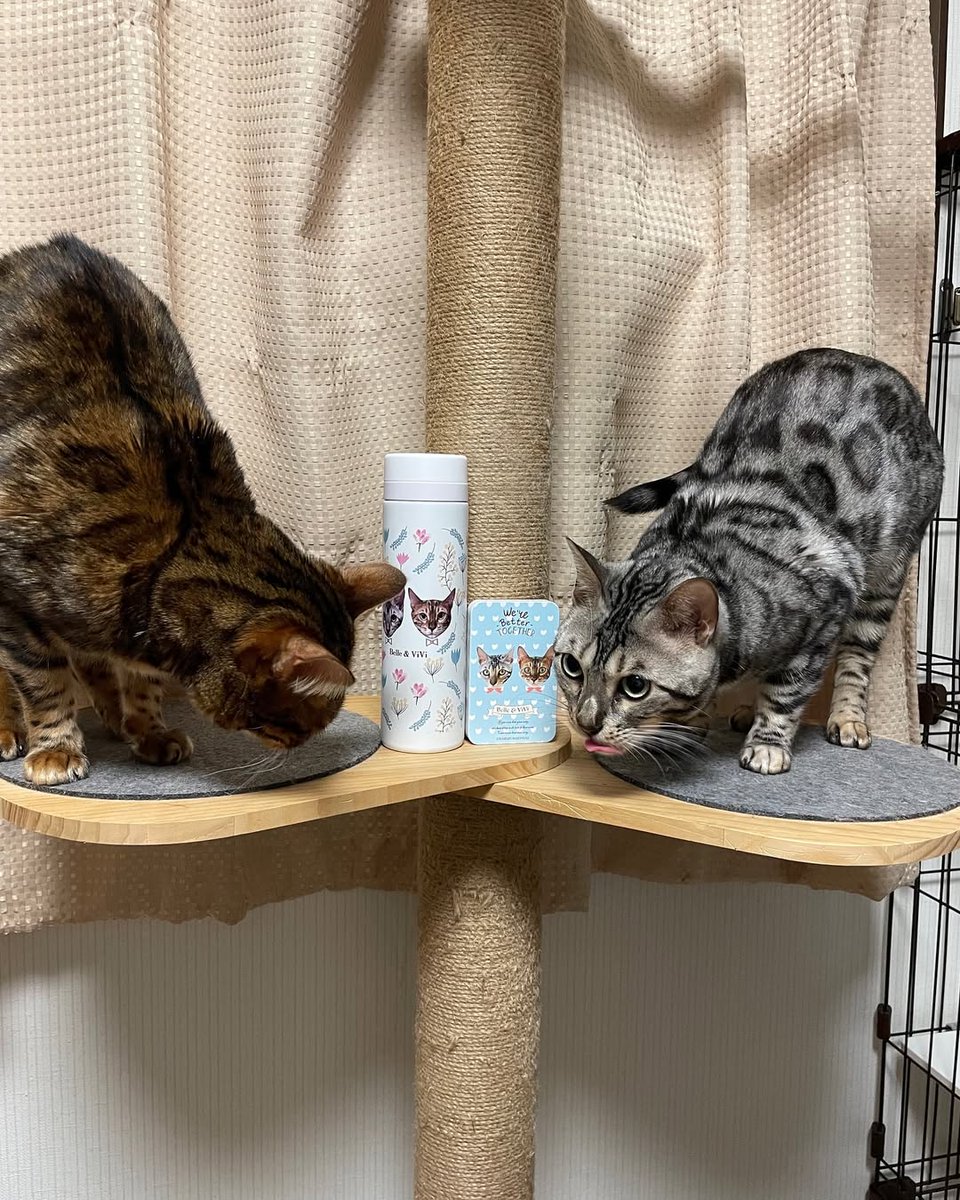 ねこかぞく (@nekokazoku222) / Posts / X