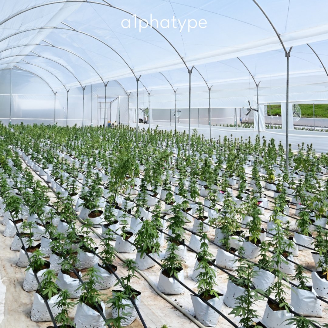 Alphatype001's tweet photo. Here’s to new beginnings ! 🌱

#breeding #cannabiscommunity #thcseeds #cbd #seeds #canna #grower #hemp #greenhouse #goodies #2025 https://t.co/QuMIyoWbH4
