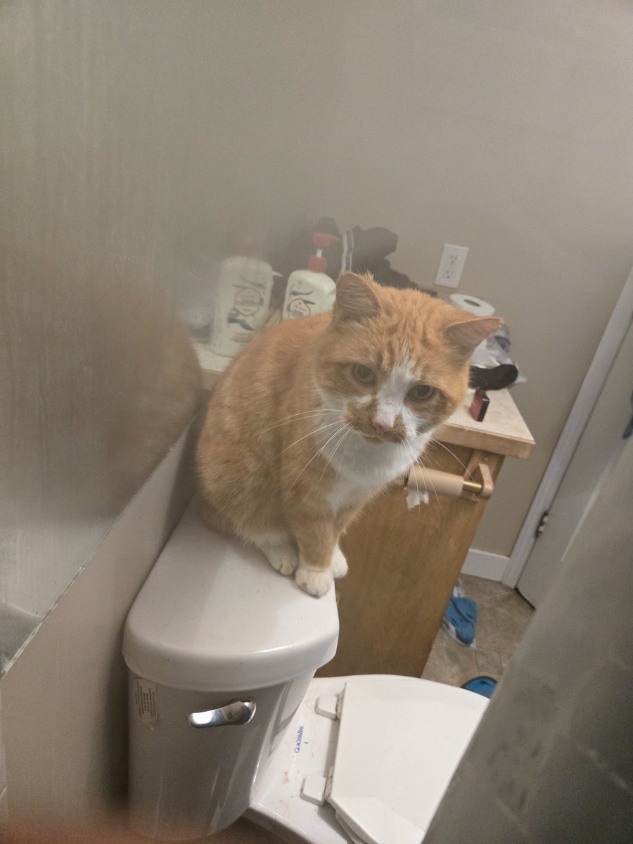 Shower cat