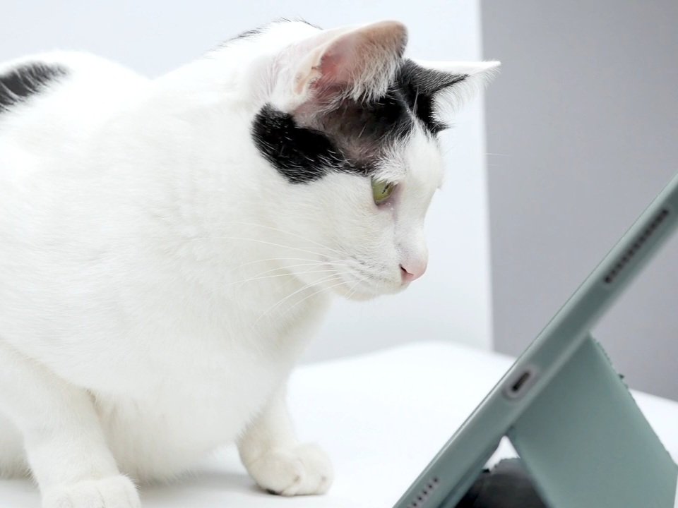 Wat doet voeding voor de vacht?
Goede vachtverzorging is essentieel voor een gezonde vacht, maar wist je dat voeding ook heel erg belangrijk is.
Hoe weet je nu wat voor jouw kat het beste voer is? 
Marilyn vertelt je er alles over. 
puur-katten.webinargeek.com/kattenvoeding