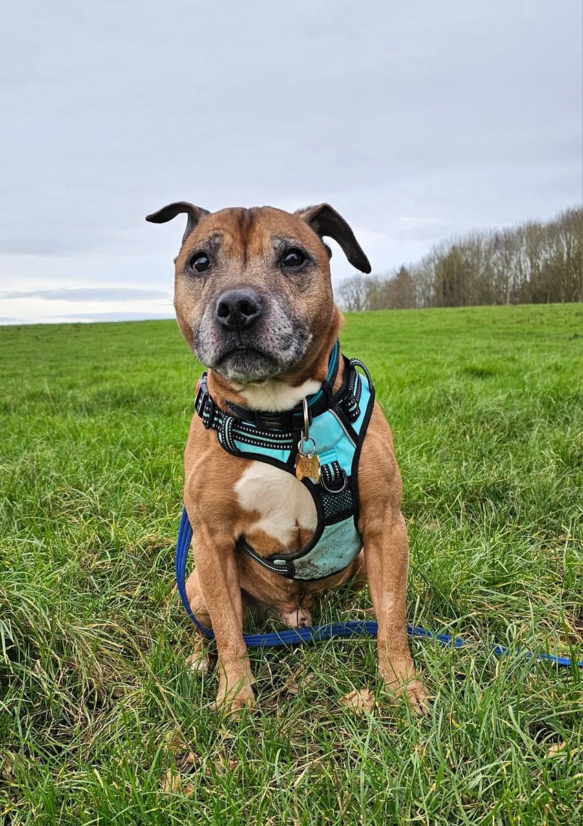 SeniorStaffy's tweet photo. Form an orderly queue please....
Our fabulous little fella Frazzle is ready to start interviewing prospective pawrents and has his own website link where you can read all about him 😁
Click here to find out more about our Frazzle Dazzle!!
https://t.co/umrjL6R37z #teamzay #AdoptMe https://t.co/YsuJr86ZcK