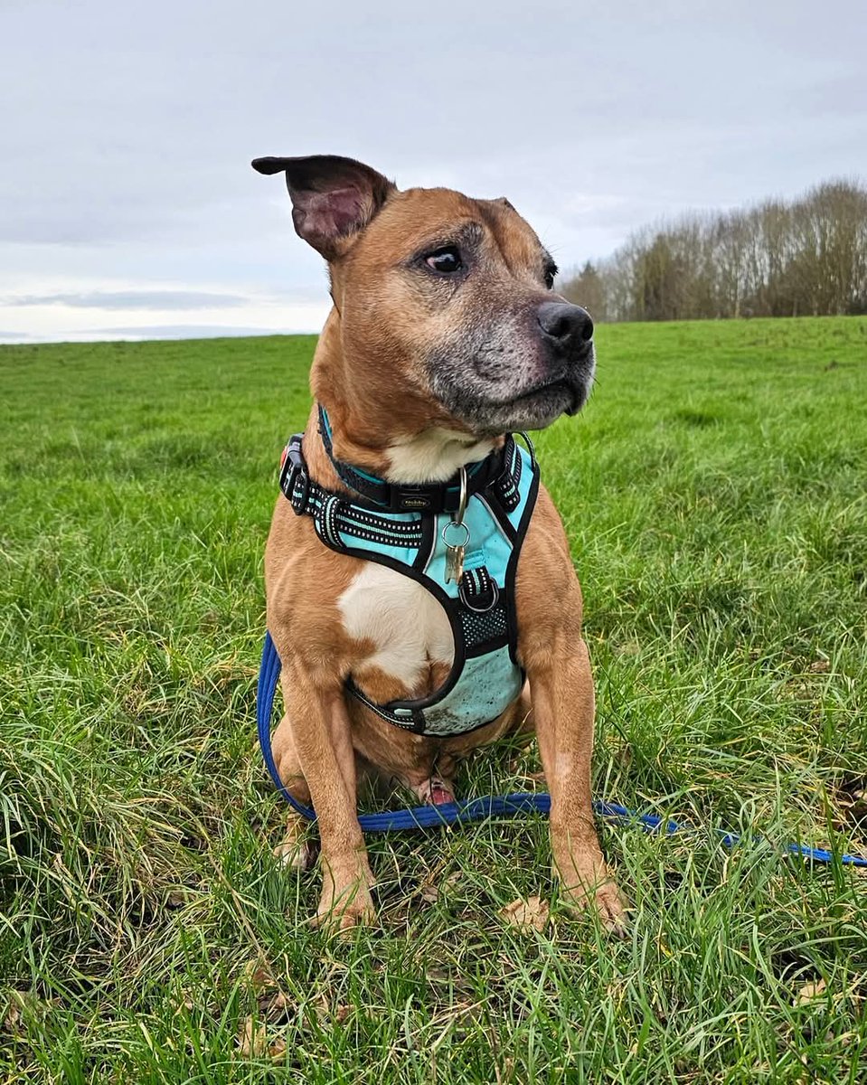 SeniorStaffy's tweet photo. Form an orderly queue please....
Our fabulous little fella Frazzle is ready to start interviewing prospective pawrents and has his own website link where you can read all about him 😁
Click here to find out more about our Frazzle Dazzle!!
https://t.co/umrjL6R37z #teamzay #AdoptMe https://t.co/YsuJr86ZcK