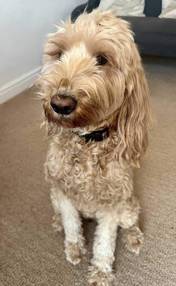 marsdenleanne1's tweet photo. It’s been a long day so far in the therapy room for my wonderful assistant and companion Ruby ❤️🐾 https://t.co/FcpasgJ7mO