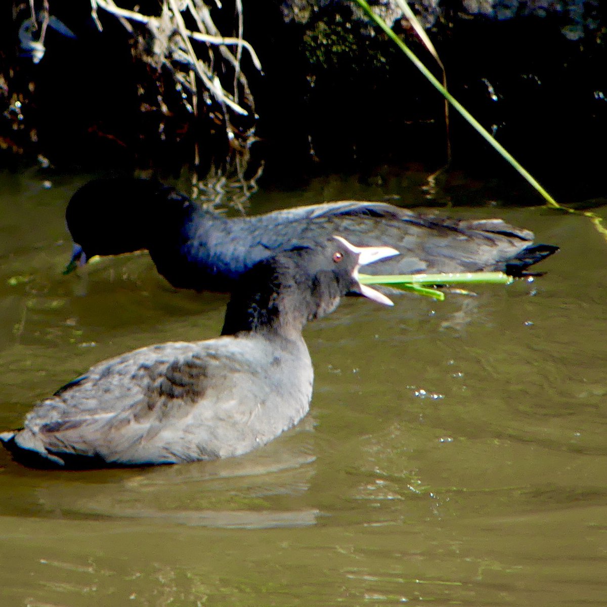soigaumin's tweet photo. #空也上人立像 ?🤔
2024.12.24.撮影
#オオバン #大鷭 #coot #blackcoot #commoncoot #bird #japan #水餃麵大鷭 https://t.co/KuLJXZCE2V