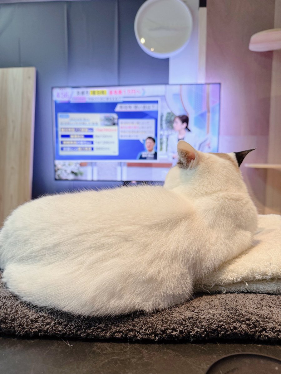 kyonohyke's tweet photo. #猫 #猫のいる暮らし #猫好きさんと繋がりたい
#ねこ #ねこのいる暮らし #ねこ好きさんと繋がりたい https://t.co/HUyzrsjZc3