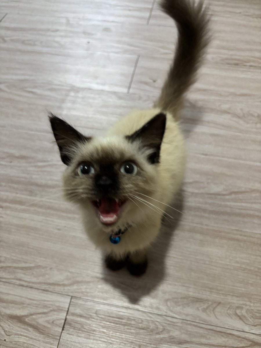 vinncats's tweet photo. Sarjana panle nih bos 🫡 semoga kedepannya sehat terus ya bocill 🫶🏼 https://t.co/w0Z52wRIjh