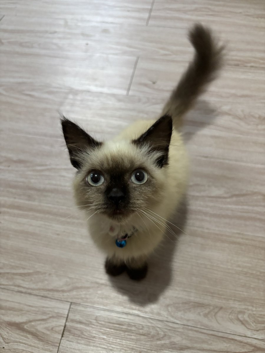 vinncats's tweet photo. Sarjana panle nih bos 🫡 semoga kedepannya sehat terus ya bocill 🫶🏼 https://t.co/w0Z52wRIjh