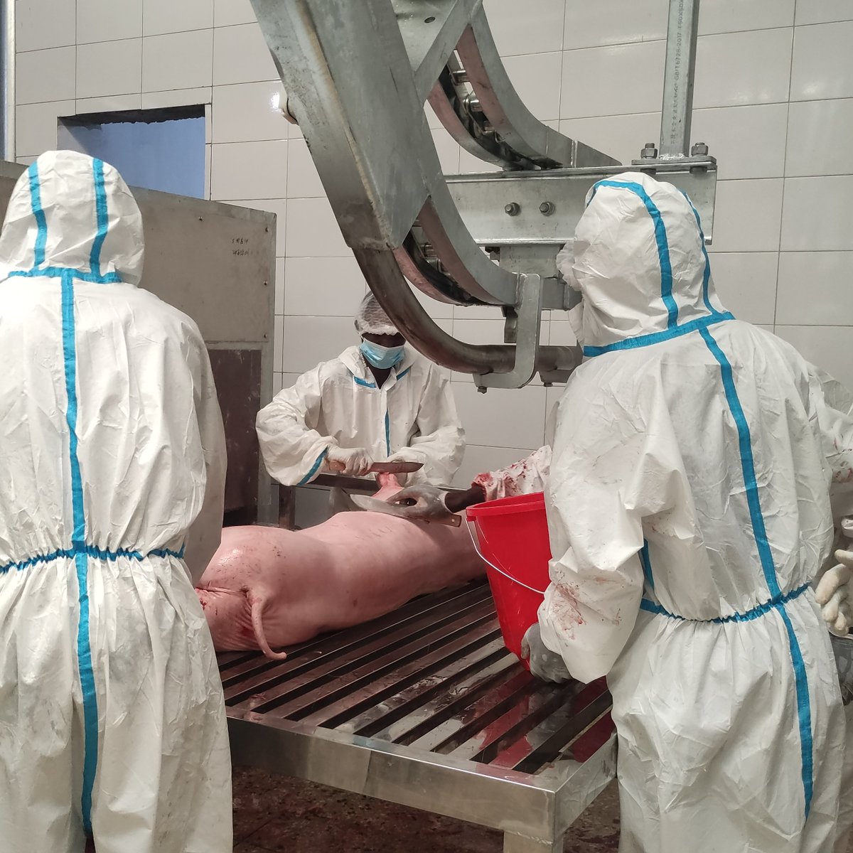EnabelinRwanda's tweet photo. @pigs_farm levels up! A new slaughter house, processing 50 pigs daily, is now running, boosting quality pig products.
This milestone is part of 🇧🇪-funded PRISM-Enabel's #AccessToTechnology programme aimed at enhancing production capacity &quality for 🐖, 🐔&animal feed operators. https://t.co/FasCxOVQiV