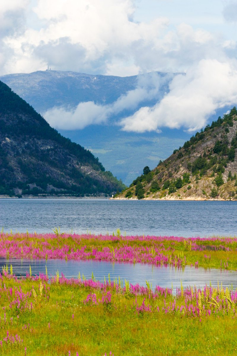 MicheleCrosta's tweet photo. Fjord in #norway
#norvegia #flower #flowers #fjord #fiordo #sea #mare #travelphotography #mountain #traveltheworld #traveling #view #panorama #northerneurope #north #montagne #fiori #water #acqua #trekking #escursione #nature #natura #worldtraveler #stavanger #worldcaptures https://t.co/funZGSvoam