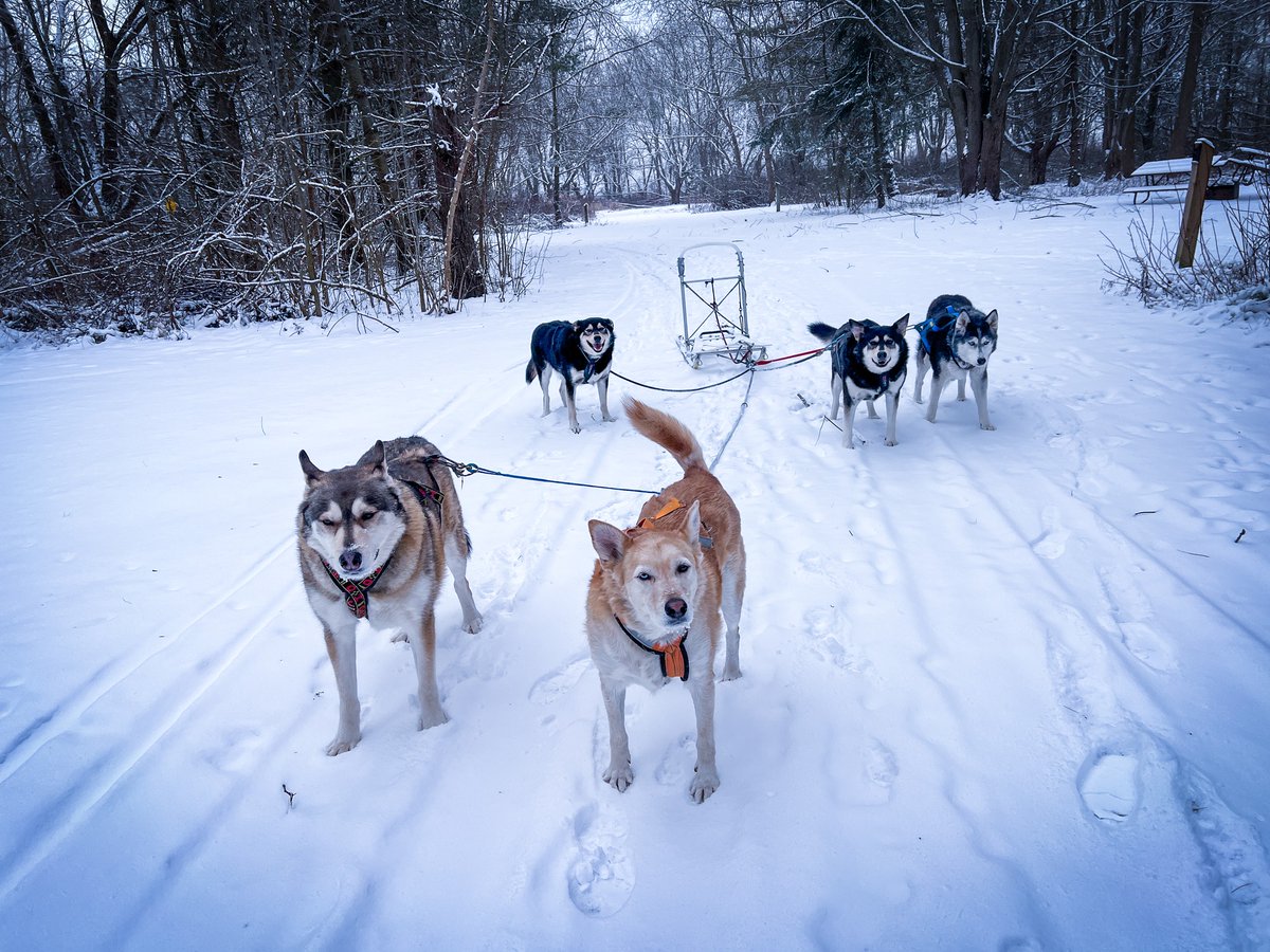 wilkolaak's tweet photo. Running my babies on dog sled January 16, 2024 #dog #doggo #doge #sleddog #dogsled #mushing #musher #husky #huskies #winteriscoming #lifebelowzero https://t.co/FQiFM1eXTN
