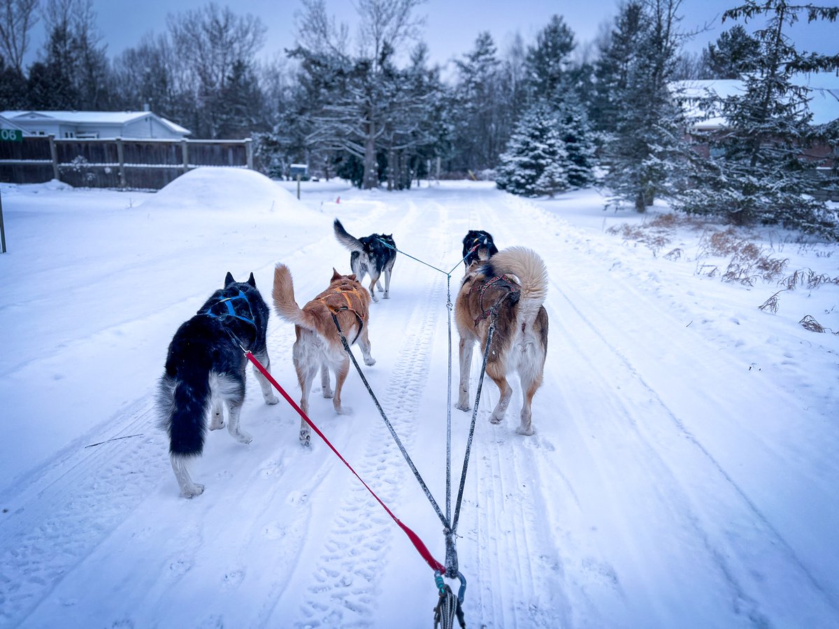 wilkolaak's tweet photo. Running my babies on dog sled January 16, 2024 #dog #doggo #doge #sleddog #dogsled #mushing #musher #husky #huskies #winteriscoming #lifebelowzero https://t.co/FQiFM1eXTN
