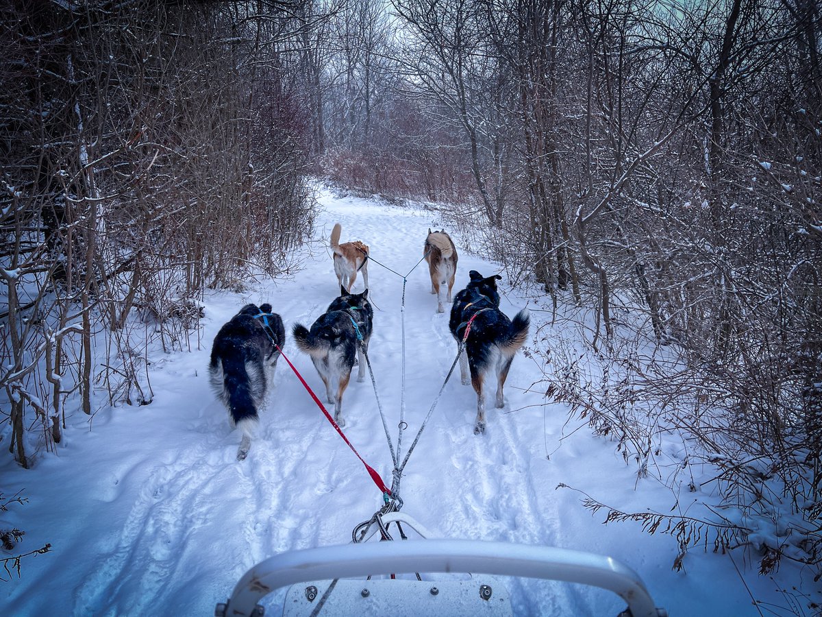 wilkolaak's tweet photo. Running my babies on dog sled January 16, 2024 #dog #doggo #doge #sleddog #dogsled #mushing #musher #husky #huskies #winteriscoming #lifebelowzero https://t.co/FQiFM1eXTN