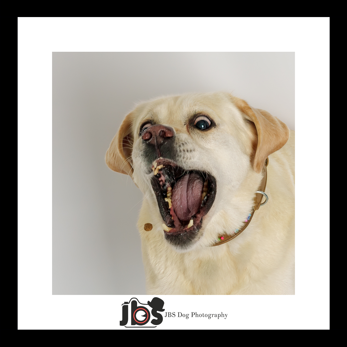 jbs_dog's tweet photo. 🐾 Who doesn't love a treat-catching moment? 🍖📸 At JBS Dog Photography, we capture your furry friend's best angles and all their playful antics! From action shots to sweet poses, we create memories that last a lifetime. 🐶❤️✨ 

📅🐕 #DogPhotography #FurryMemories https://t.co/jkKLHJKX9w