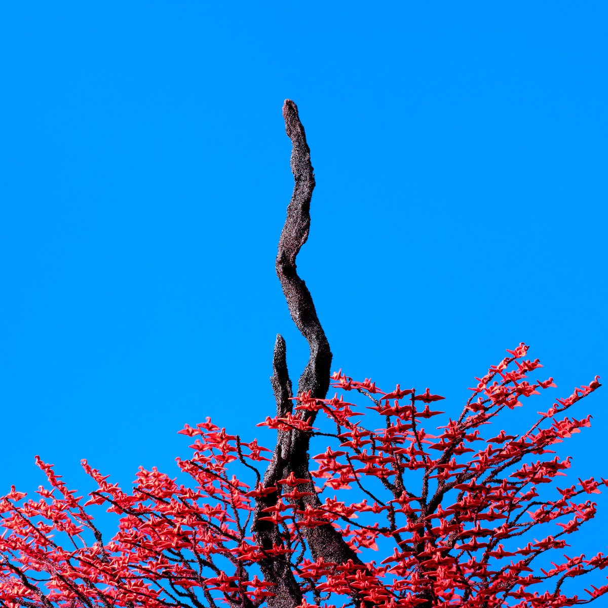 ヨルシカ（n-buna、suis） / Official tweet media