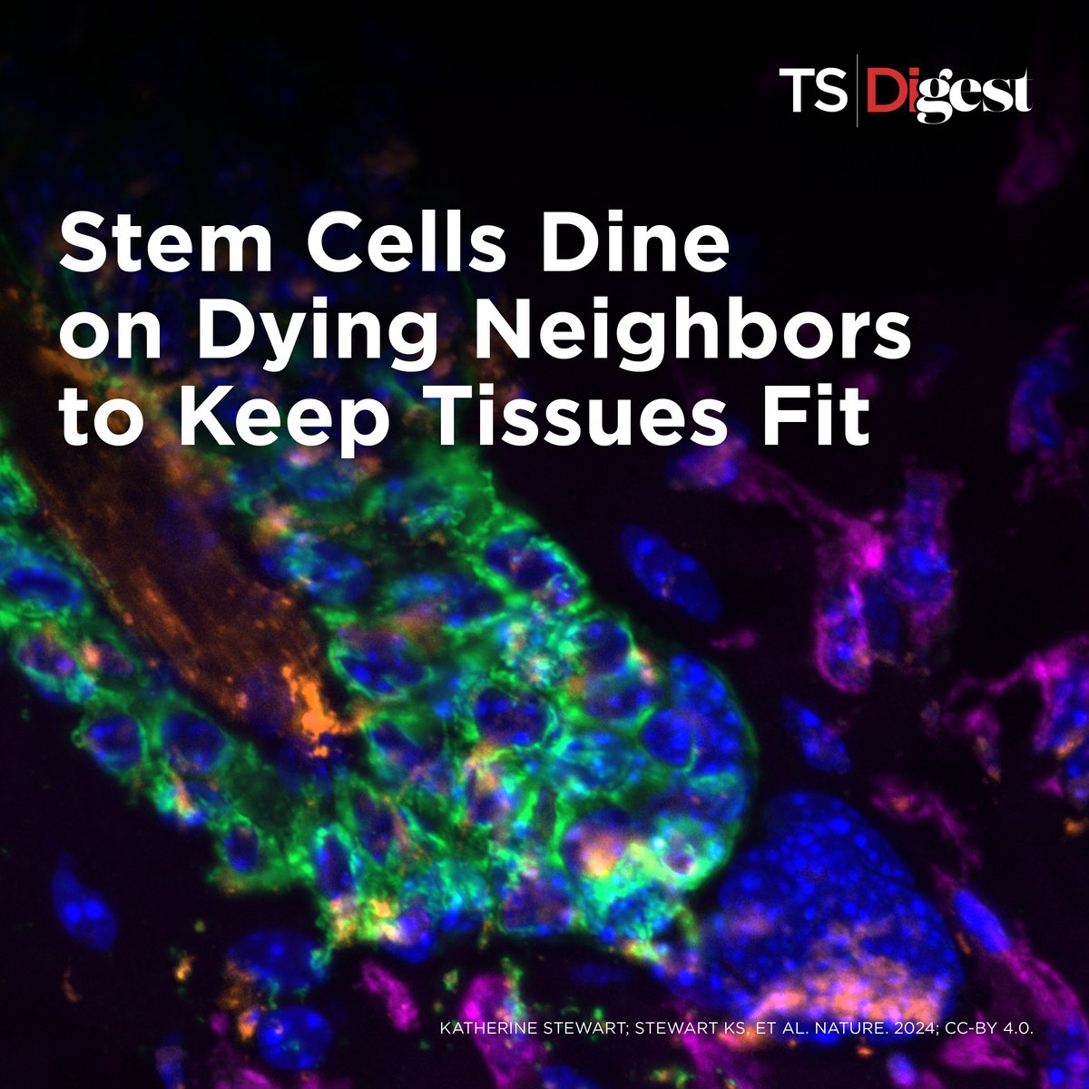 TheScientistLLC's tweet image. Alongside their day job of generating new cells, hair follicle stem cells moonlight as non-professional phagocytes, clearing apoptotic corpses to keep the tissue healthy.
Get all the hairy details: bit.ly/3PzcZYI