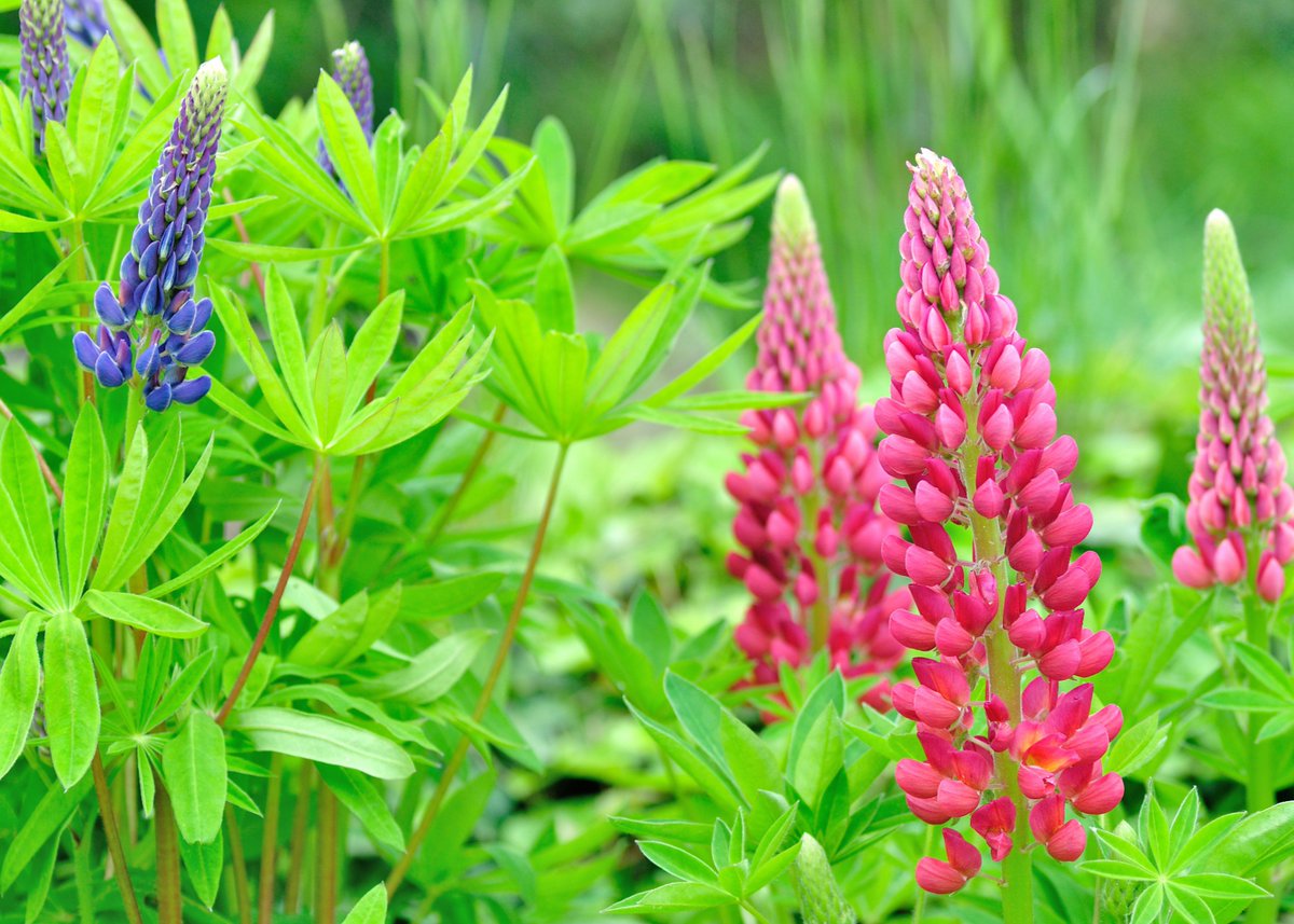 bhcagroup's tweet photo. We're #hiring multiple positions for Willoway Nurseries at both the Huron and Avon, OH facilities! 💮 

We welcome you to apply! Visit our career page to explore other available opportunities. #BestHumanCapital #BestBehaviors 

https://t.co/qoVmdtUJb8 https://t.co/xacZWd76dO