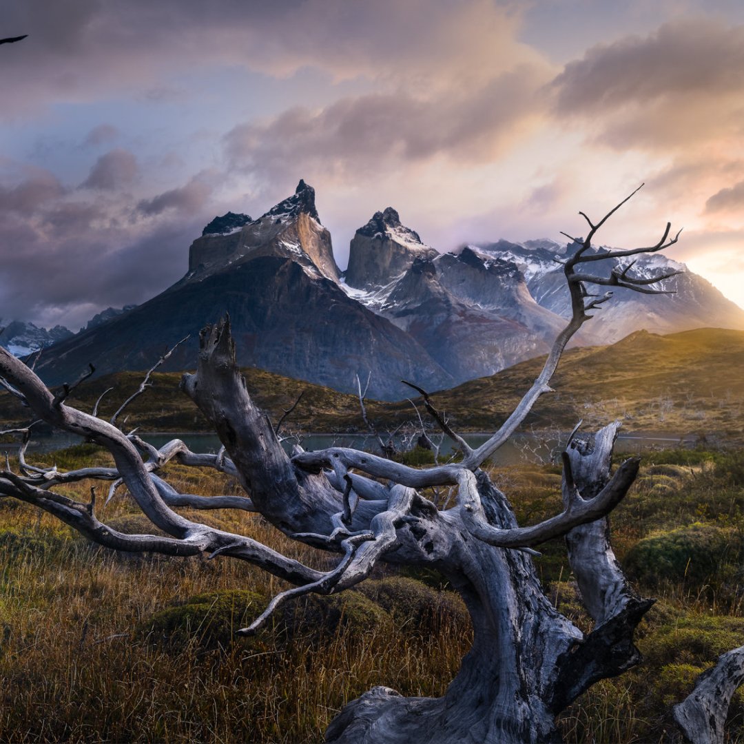 World Photography Organisation tweet media