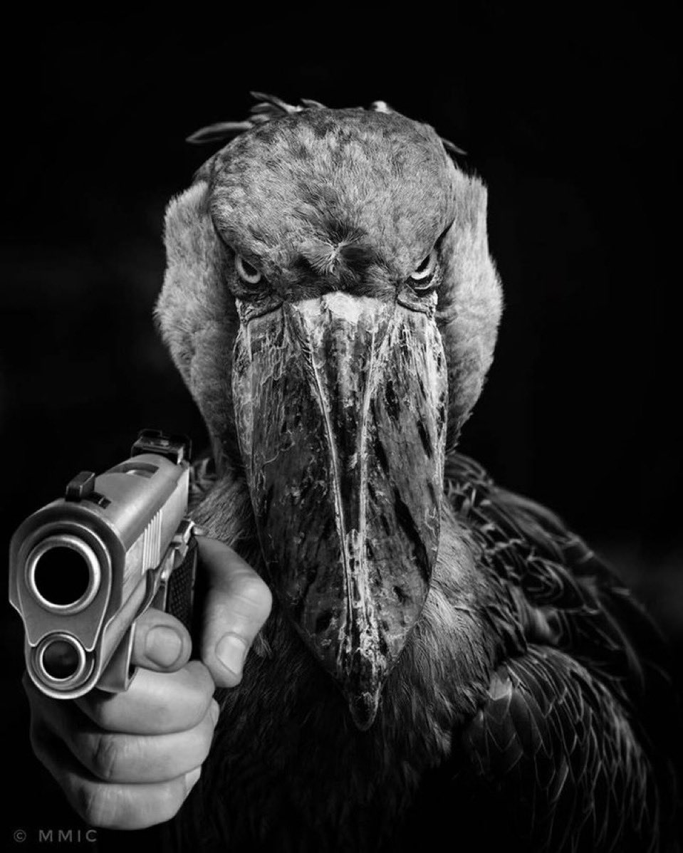 joe_solinger's tweet photo. @life4flower Give $aiGCR all your fucking SOLAMIES or cope

#FlockIn https://t.co/4o5BjQcRr0
