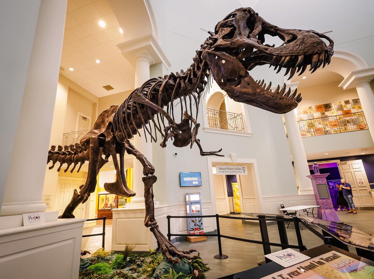 Mayborn Museum tweet media