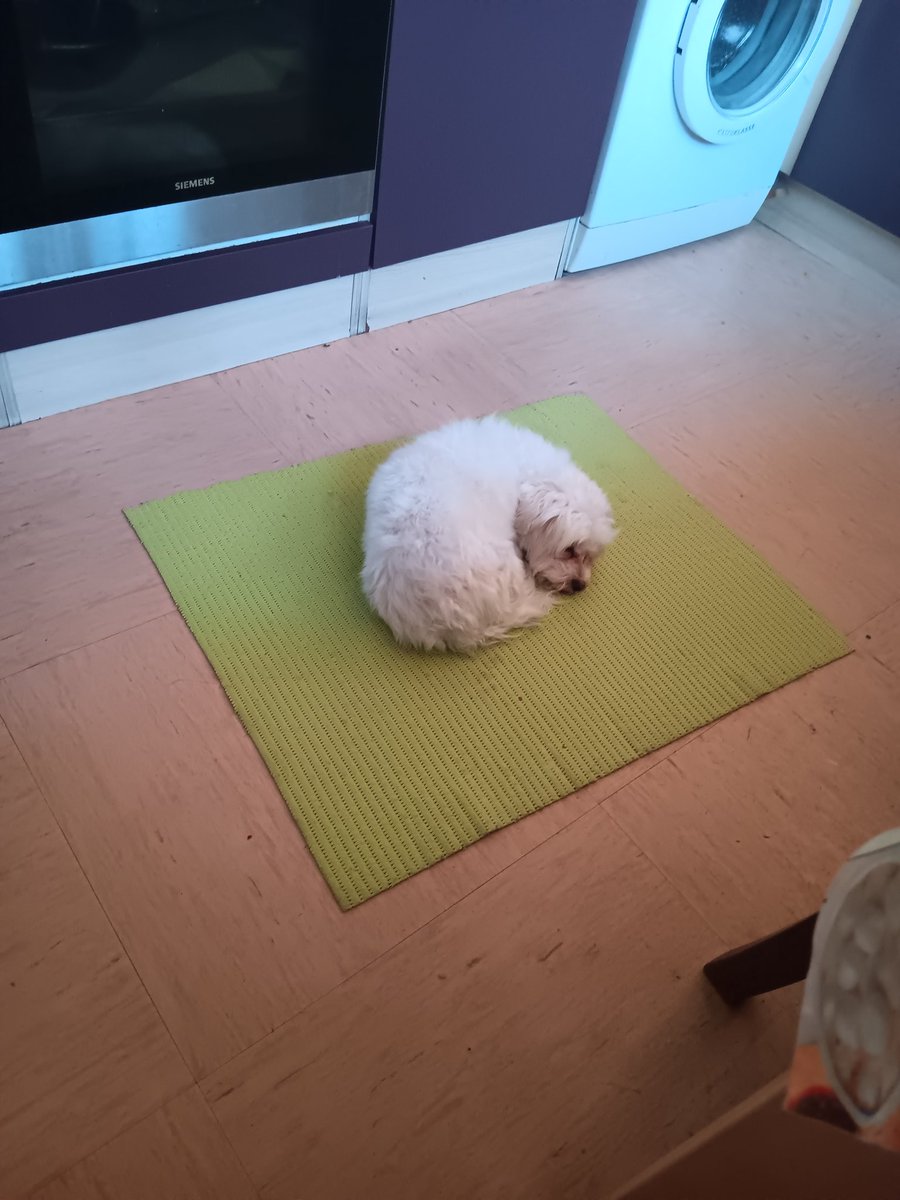 M423o0's tweet photo. @kitseki mine doesnt understand the concept of a bed and choosse to sleep on whatever this green thing is supposed to be https://t.co/pYmmKXh8f1