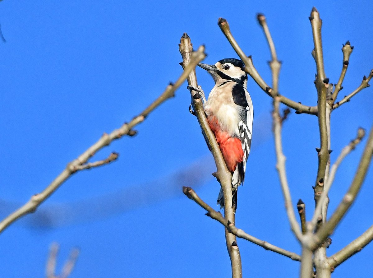 Keith Davison (@badgeman49) on Twitter photo Willow Tit, Redwing and GSW from a walk along the Gaunless in Bishop Auckland today <a href="/teesbirds1/">teesbirds</a> <a href="/DurhamBirdClub/">Durham Bird Club</a> <a href="/Natures_Voice/">RSPB</a> <a href="/bbcwildlifemag/">BBCWildlifeMagazine</a> <a href="/BBCSpringwatch/">BBC Springwatch</a> Willow Tit, Redwing and GSW from a walk along the Gaunless in Bishop Auckland today <a href="/teesbirds1/">teesbirds</a> <a href="/DurhamBirdClub/">Durham Bird Club</a> <a href="/Natures_Voice/">RSPB</a> <a href="/bbcwildlifemag/">BBCWildlifeMagazine</a> <a href="/BBCSpringwatch/">BBC Springwatch</a>