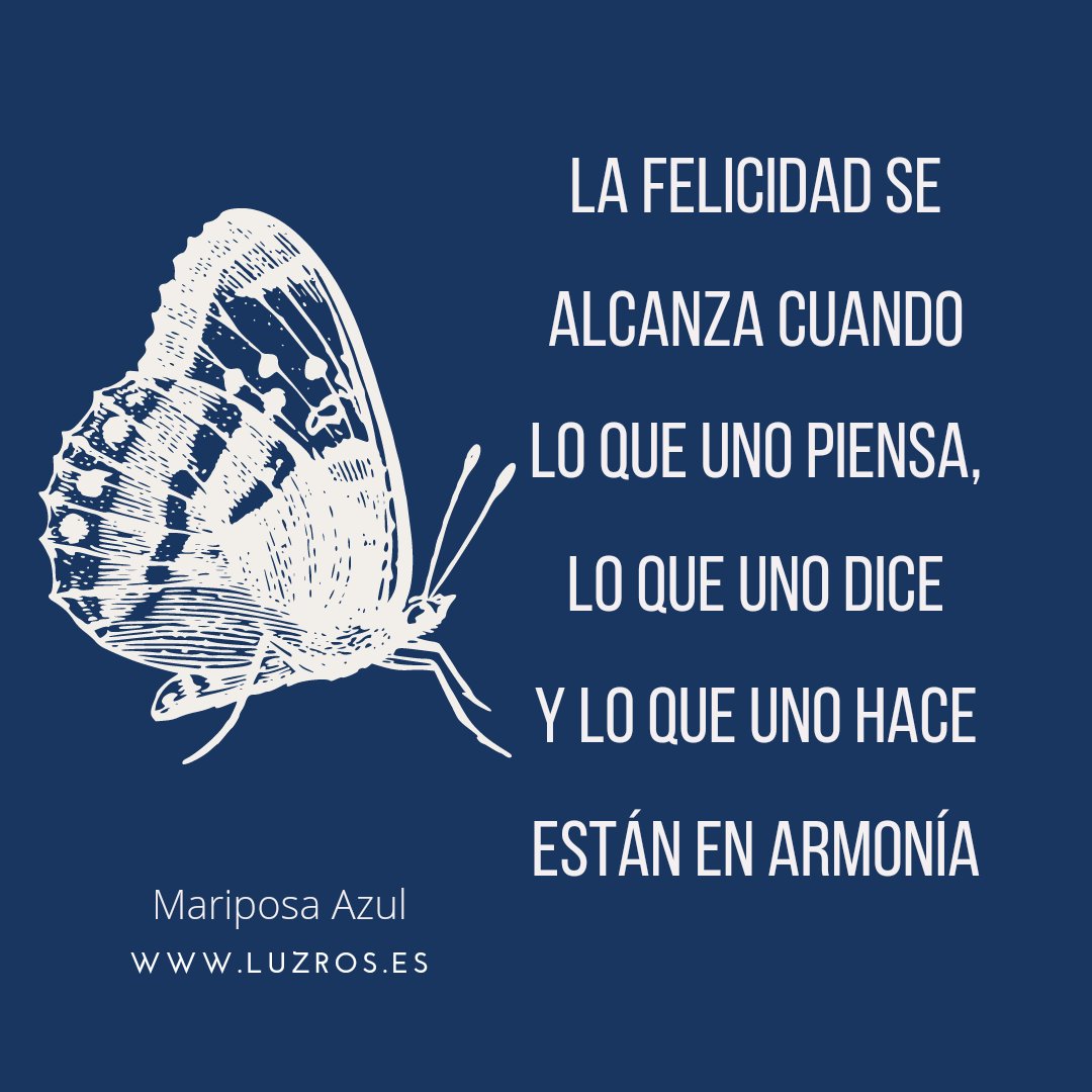 Mariposa Azul de Luz tweet media