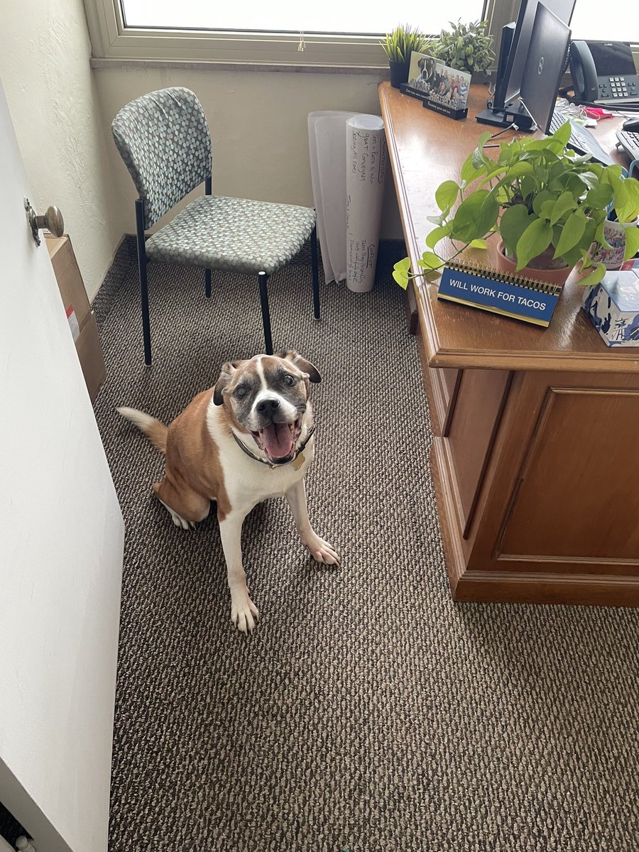 Will work for tacos. 

#TakeYourDogToWorkDay